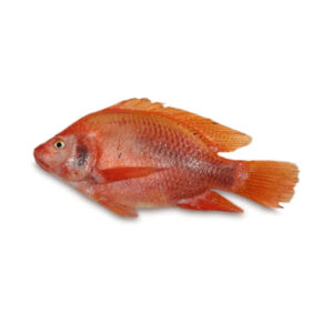 Home mojarra roja unidad 500 (libra) gr aprox