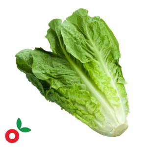 Home lechuga romana unidad cosecha orgánica